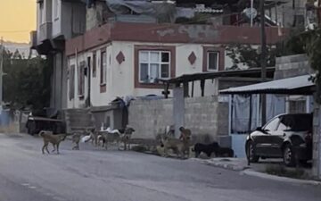 alkollü araç kullanma