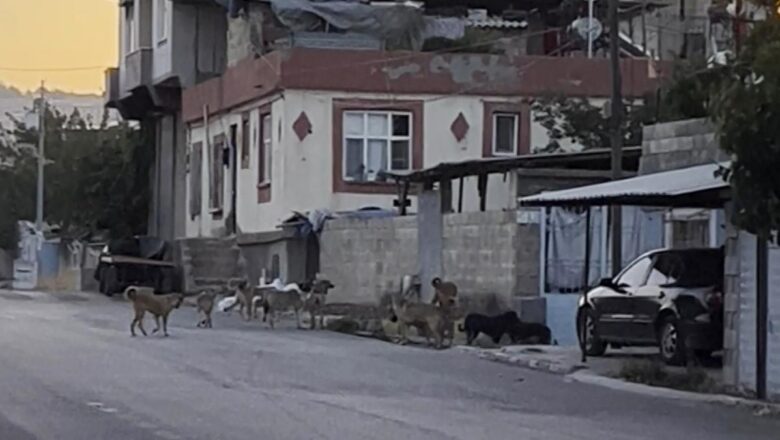 alkollü araç kullanma